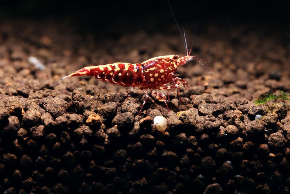 Caridina Galaxy fishbone juvenis