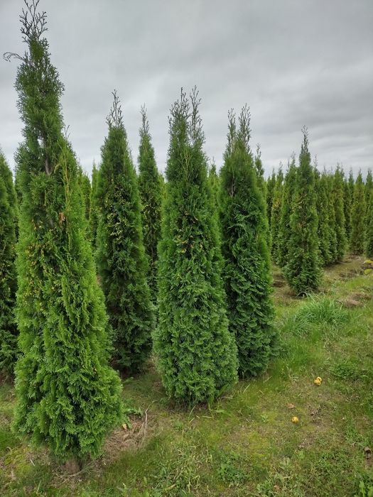 Tuja szmaragdowa 200cm 55zł