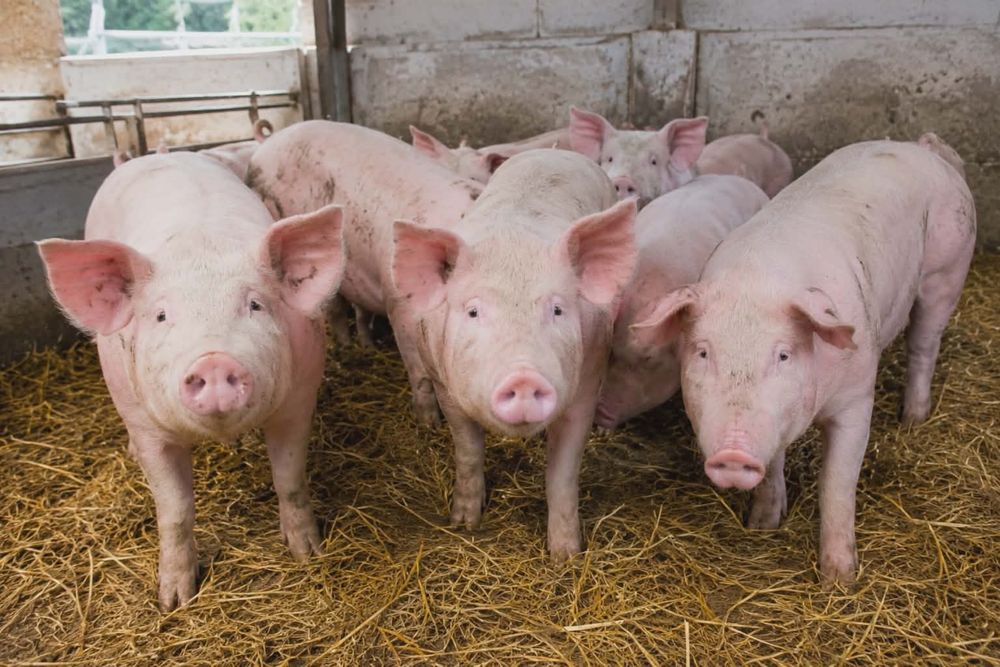 Sprzedam prosięta 20 szt 20-25kg lub zamienię na zboże