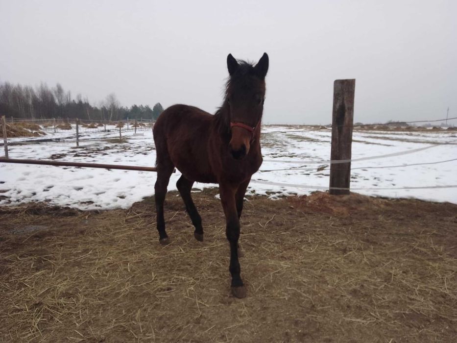 *Sprzedam Klacz Śląską* 7 miesięcy*księga wstępna!