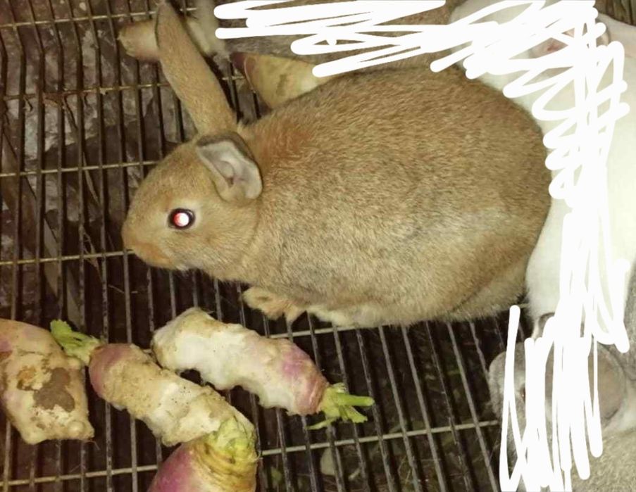 Vendo casal de coelhos raça gi