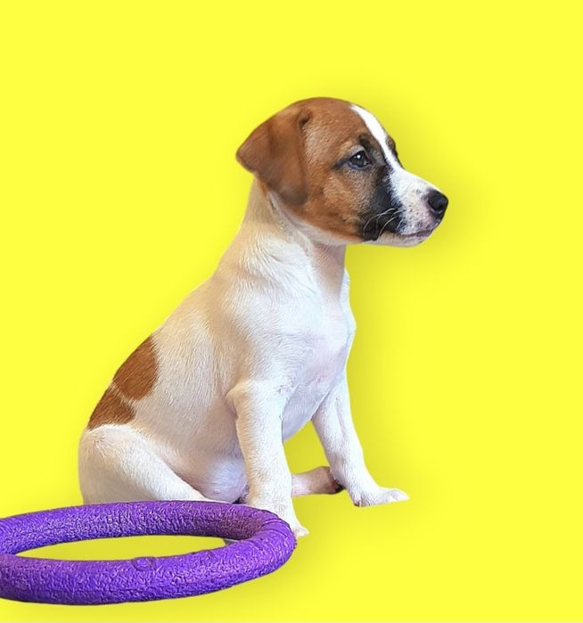 SUPER Jack Rassel Terrier.