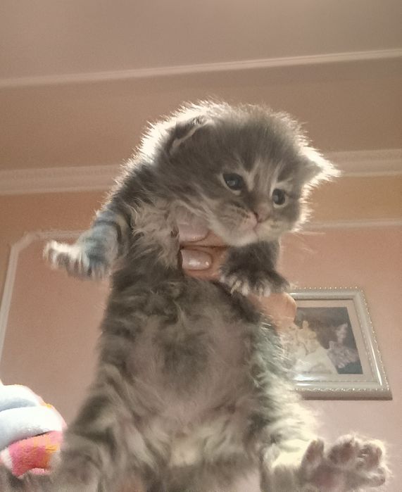 Мейн-кун котята для вас