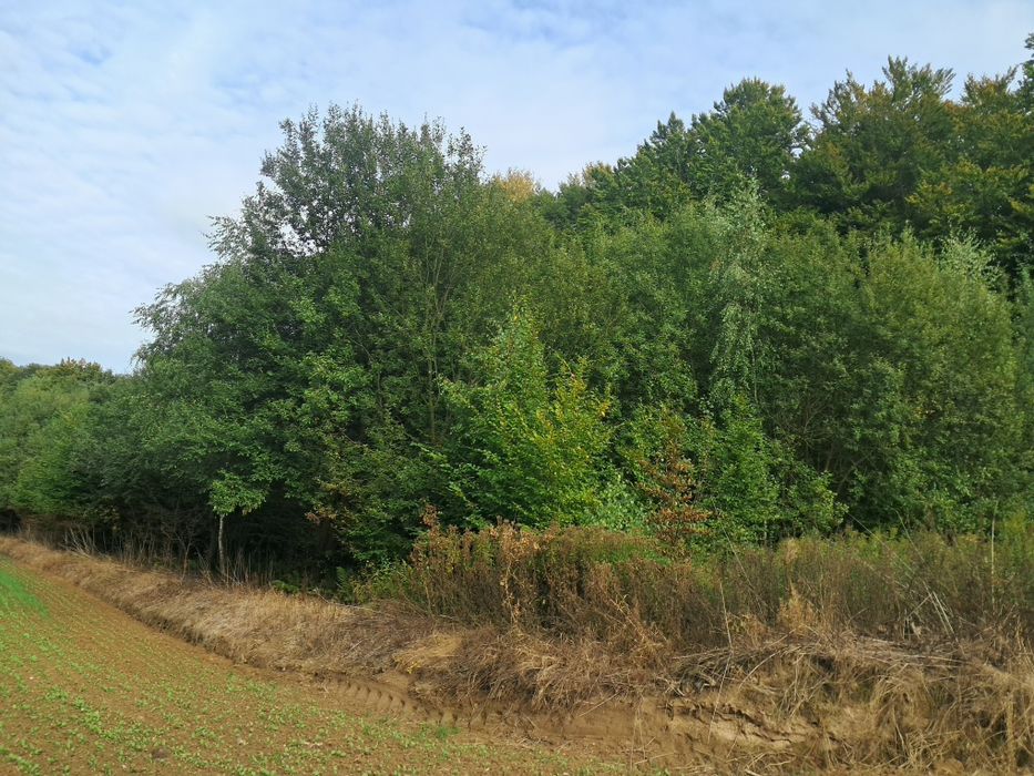 Działka rolno-lesńa ,05553 ha