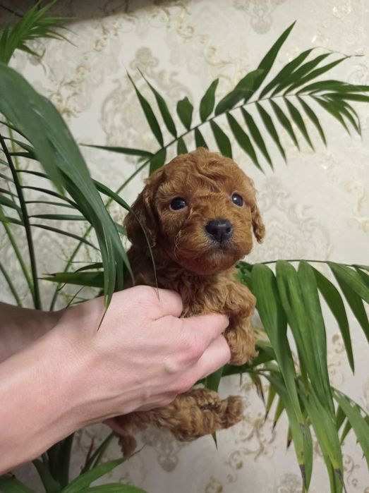 Классная Девочка Пудель