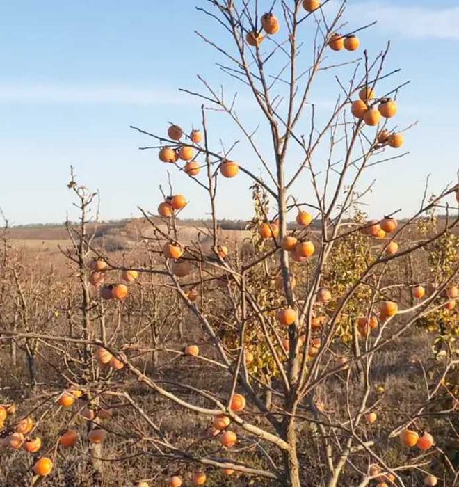 Справжні привиті саджанці хурми 2 та 3 роки,  хурма висотою 150-220 см