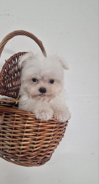 Excelente mini mini Bichon Maltes de Qualidade