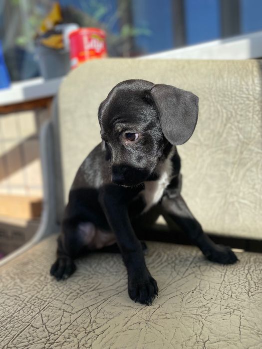 Собачка для дому