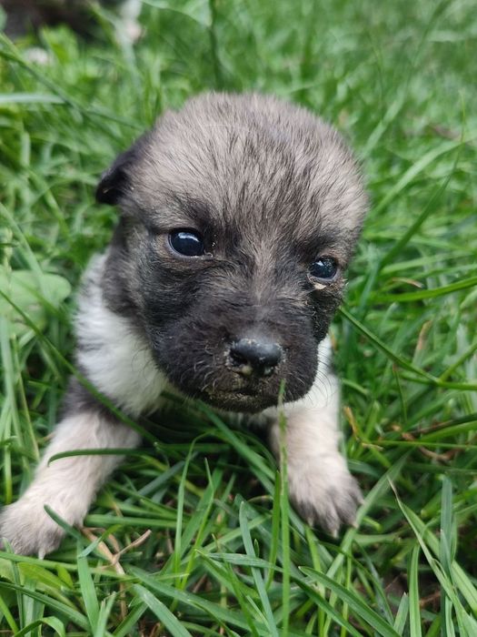Віддамо щенят 1 місяць
