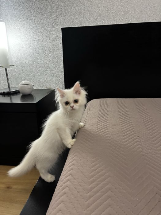 Gatinha persa meiga e pura