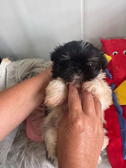 Shih-tzu maravilhosos