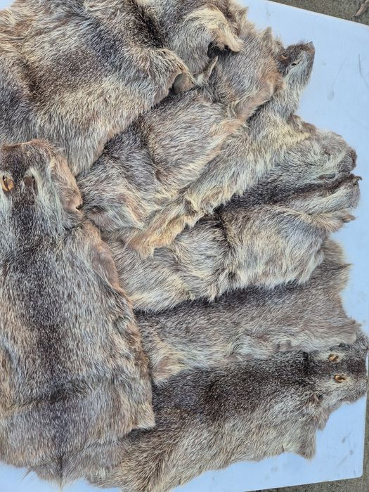 Futro, skórka z nutrii