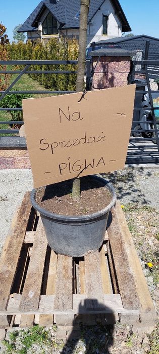 Drzewo piwa  duże