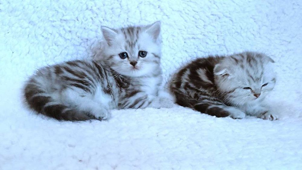 Кошенята скоттиш-фолд та скоттиш страйт