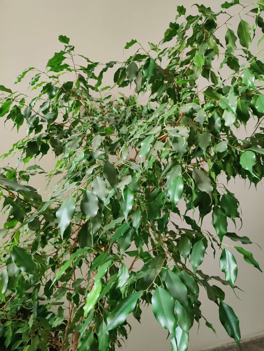 Fikus 2m ok 25 lat pleciony zdrowy zielony bonsai drzewo do domu liść