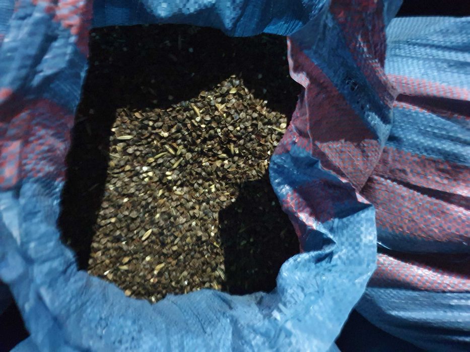 Gryka z domieszką owsa