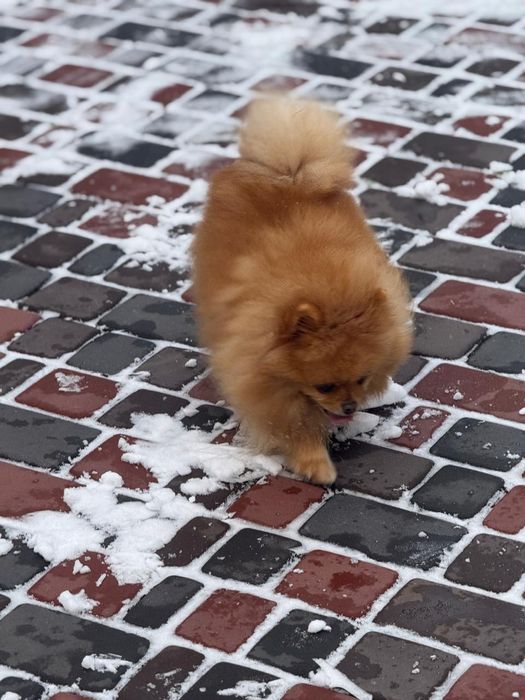 Померанський шпіц дівчинка 3,5 роки