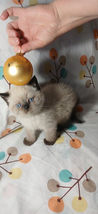 Продам котят скотиш страйт