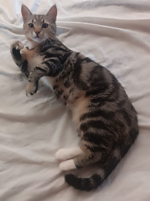 Продам котика ,  окрас черепашка