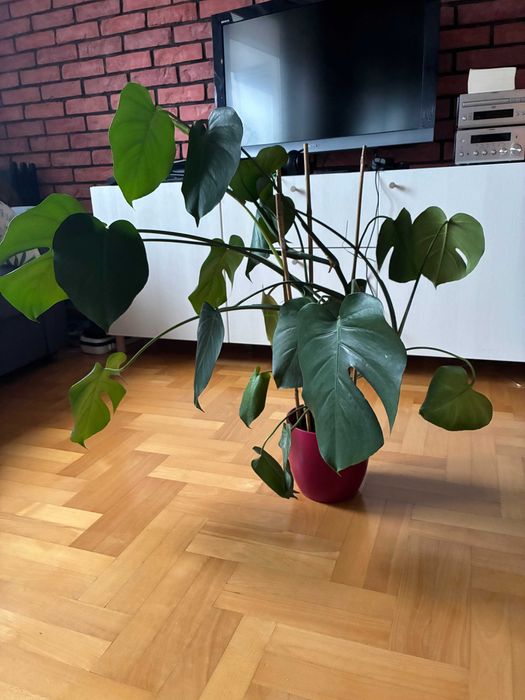 Wymienię monsterę na kawę - Gdynia Redłowo