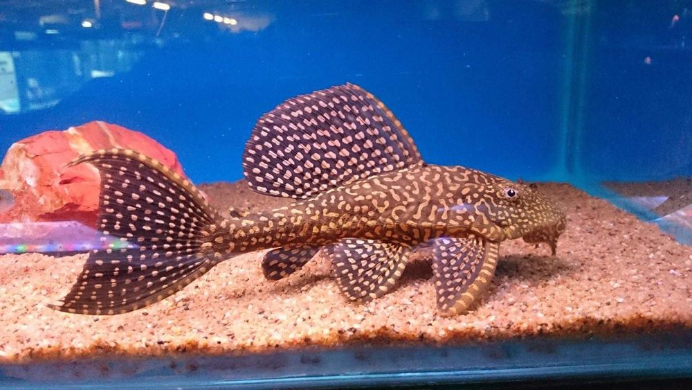 Pleco leopardo L001 \ Pterygoplichthys joselimaianus 25-30cm