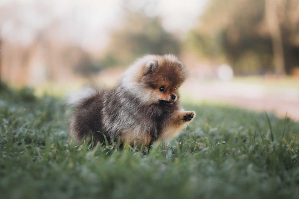 Ексклюзивні померанські шпіци соболь-оранж — мініатюрні малюки