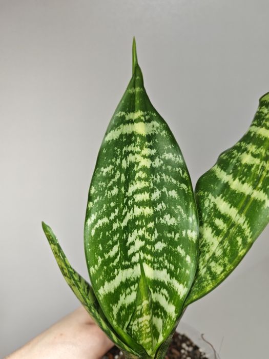 Sansevieria Futura var
