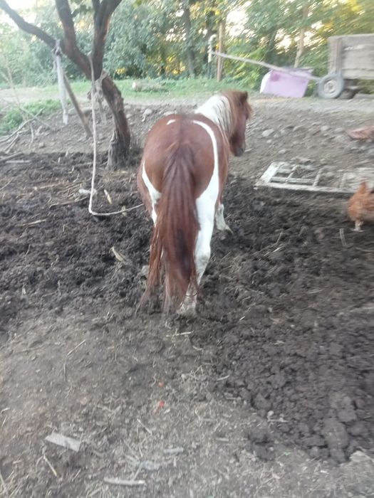 Продається жеребець поні