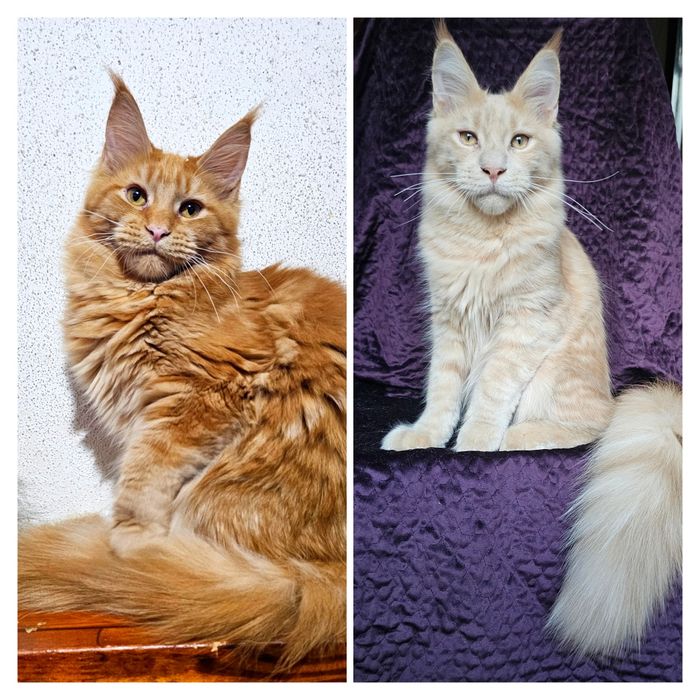 Розплідник пропонує кошенят мейн кунів