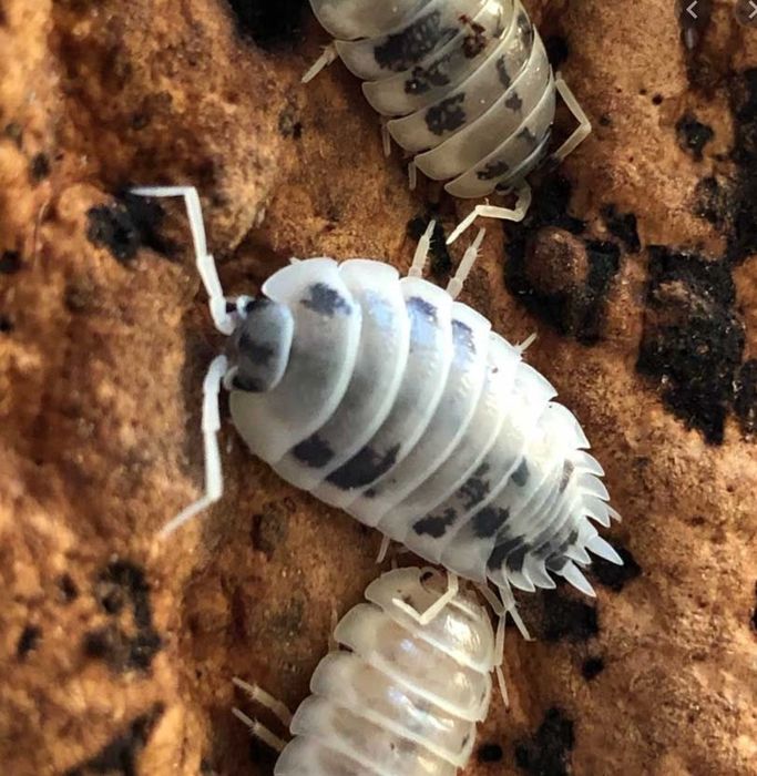 Isopody, prosionki "Dairy cow"