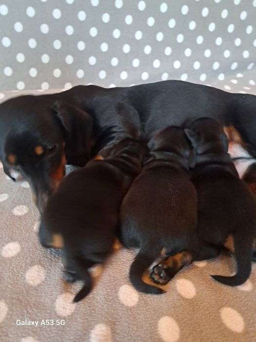 Продаються цюценята кролічої такси