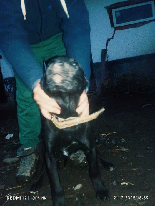 Цуценята. Не чистопородні. Помісні