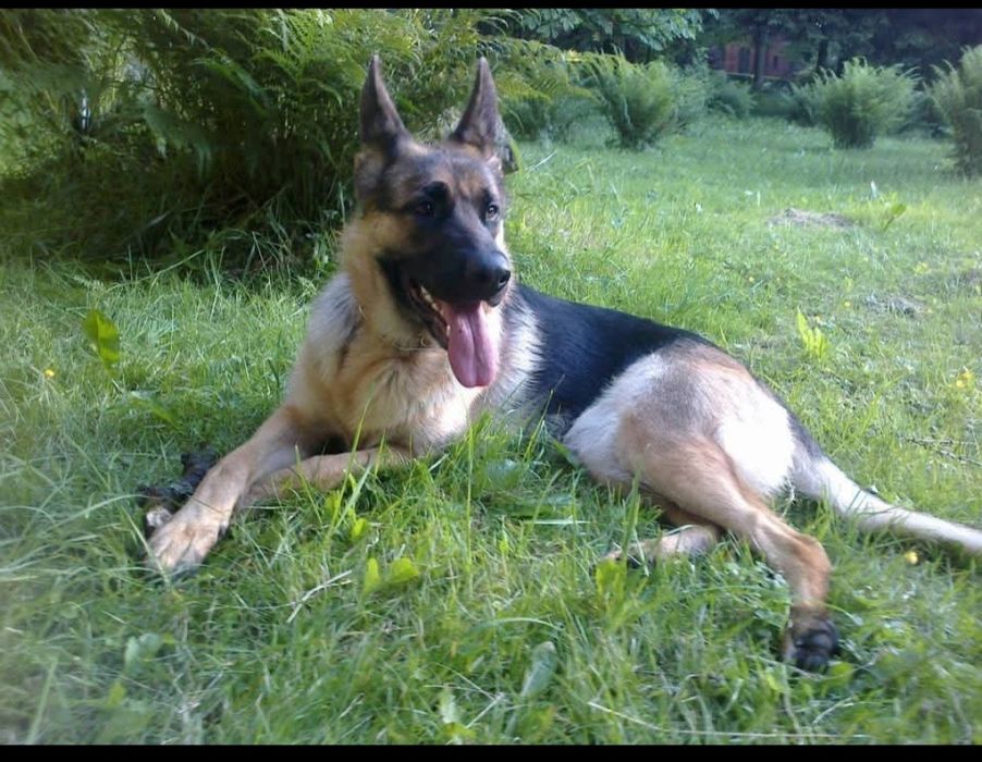 Opieka nad psami ras dużych i olbrzymich.