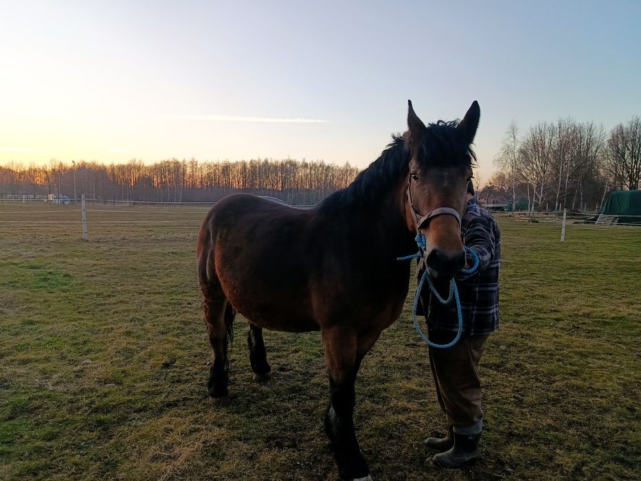 Sprzedam spokojną, źrebną klacz rasy PKZ