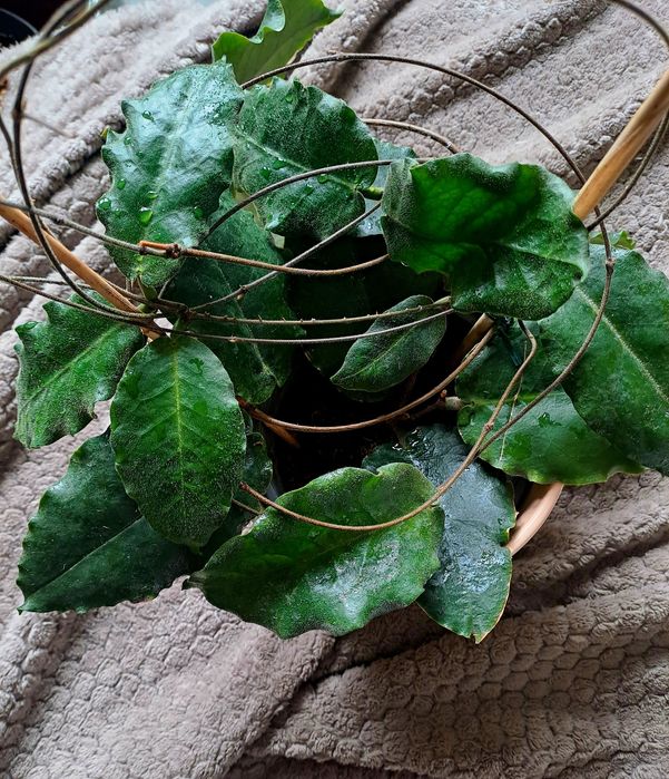 Hoya versteegii hoja