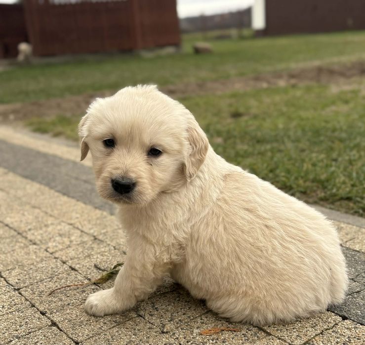 Golden retriever
