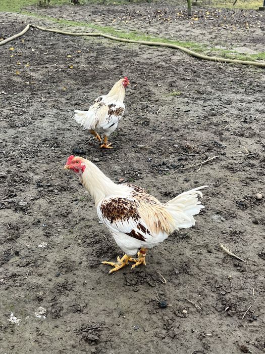 Когут корниш 5 місяц