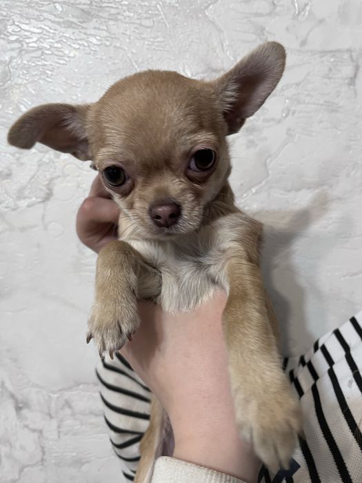 Щенки чихуахуа ищут любящую семью