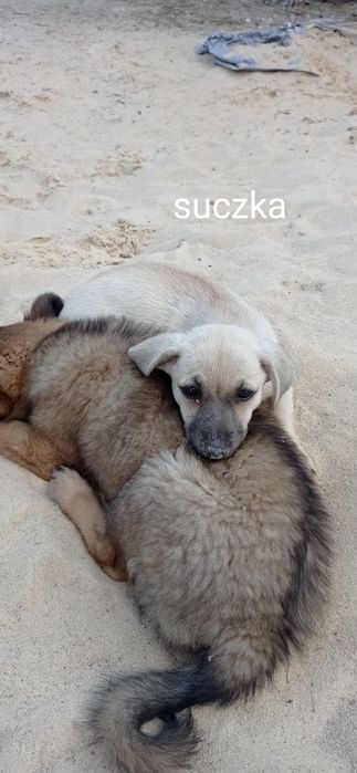 Oddam pieski w dobre ręce