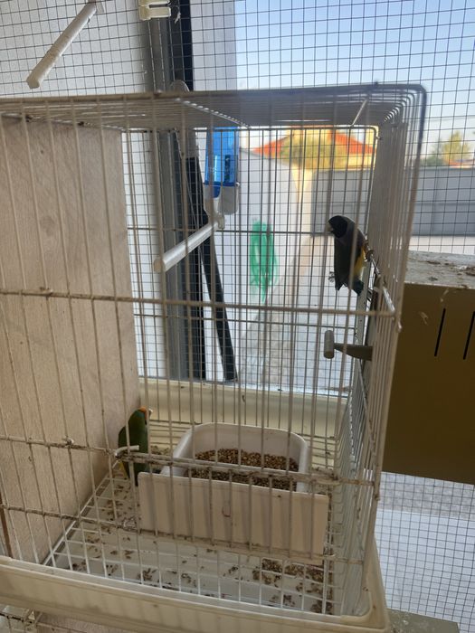 Casais diamantes gould