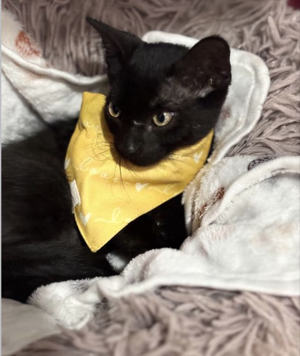 Gatinho 3 meses para adoção responsável