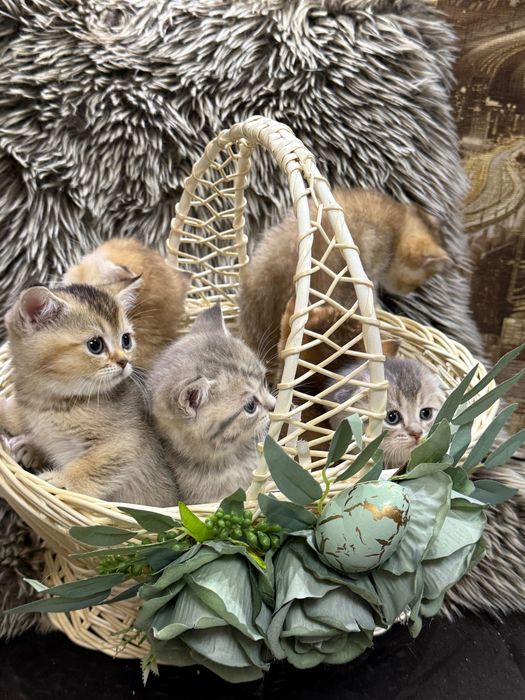 Шотландські кошенята