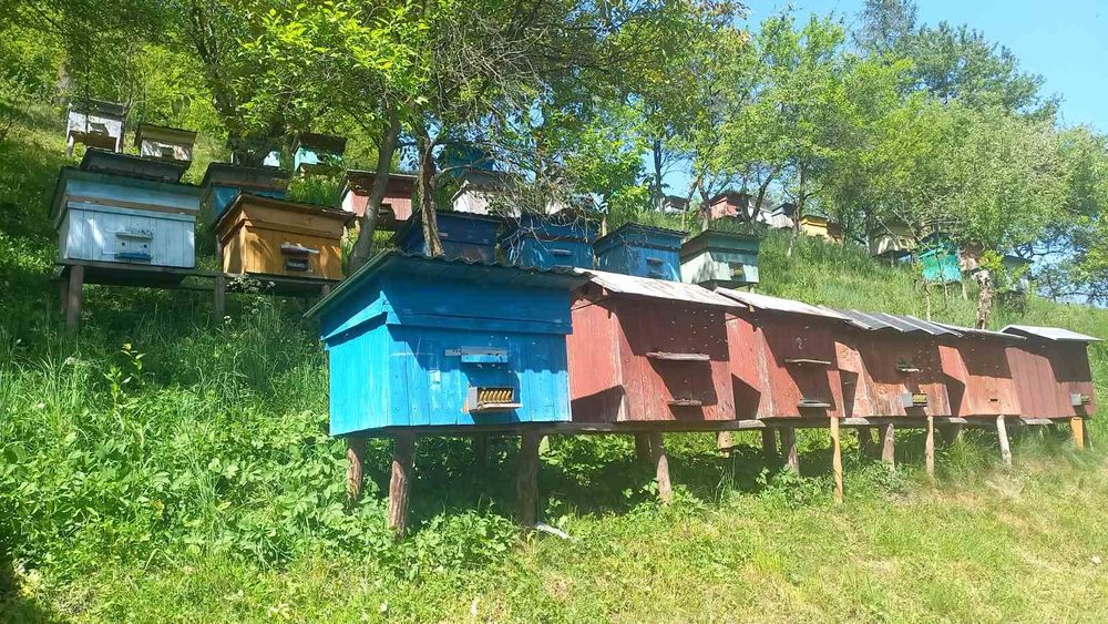 Бджолопакети, карпатка