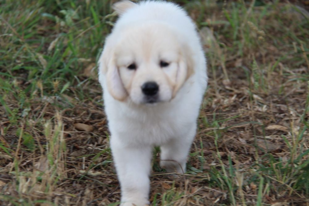 Golden Retriever com LOP e AFIXO