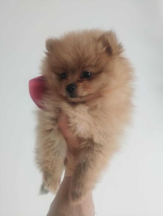 szpic miniaturowy - sunia, gotowa na zmianę domku