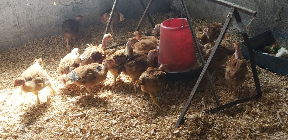 Galos novos 1 Kg ( frangos machos)