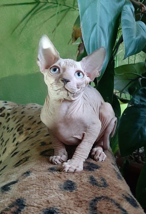 Канадский красавчик малыш