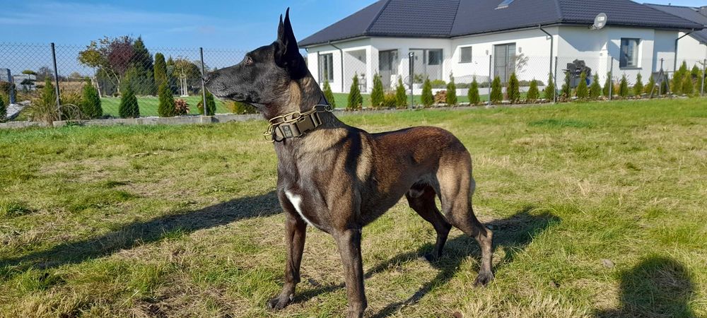 Owczarek Belgijski Malinois - FCI piesek 6 miesięcy