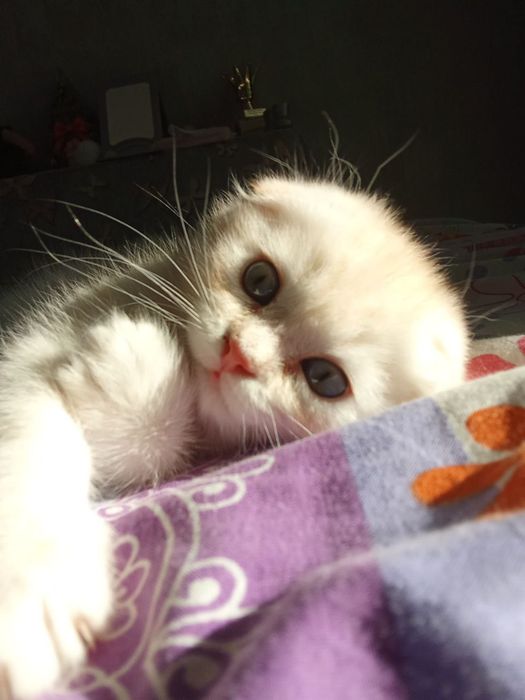 Кошенята шотландські