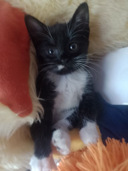 Віддам кошенят безкоштовно